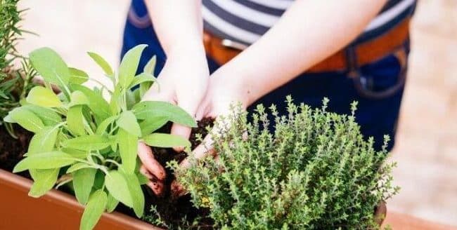 tomillo en casa guia para cultivar tu propia hierba aromatica