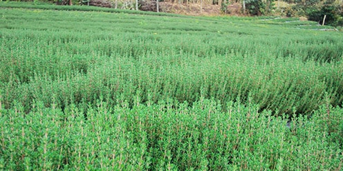tomillo limon como cubierta vegetal guia completa para un jardin aromatico
