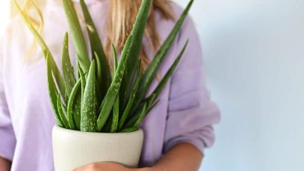 trasplantar aloe guia paso a paso para replantar tu planta