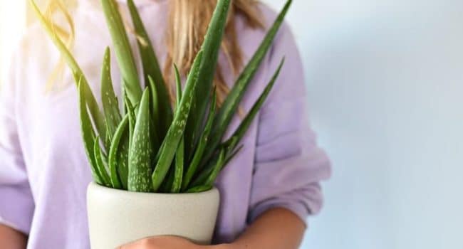 trasplantar aloe guia paso a paso para replantar tu planta