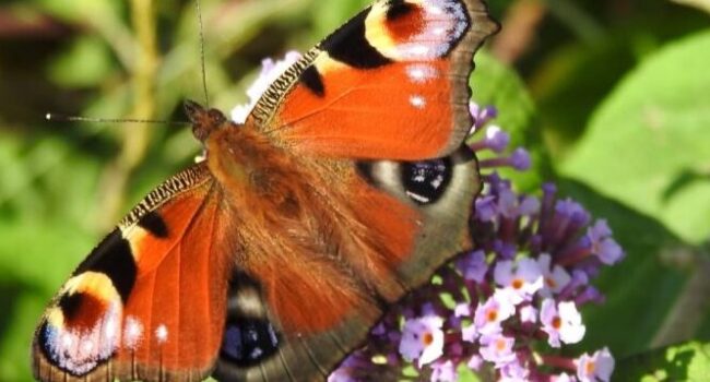 trasplantar arbusto de mariposas la guia definitiva para el exito