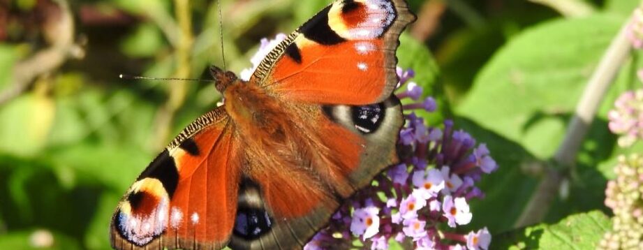 trasplantar arbusto de mariposas la guia definitiva para el