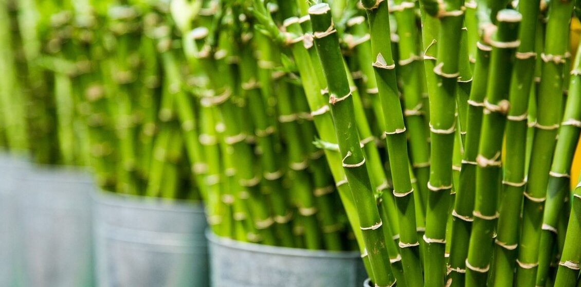 trasplantar bambu guia completa para un nuevo jardin