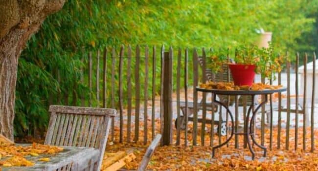 trasplantar en otono o primavera guia para el exito en tu jardin