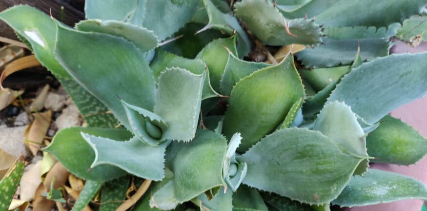 trasplantar helecho cuerno de ciervo guia paso a paso para un crecimiento saludable