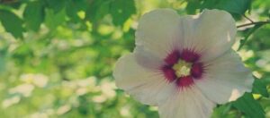 trasplantar hibisco sirio guia completa para el exito en tu jardin