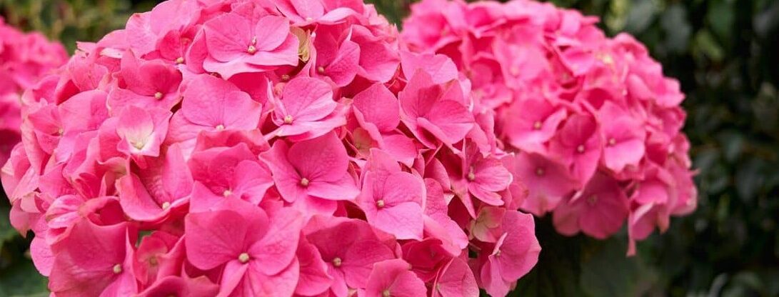 trasplantar hortensias guia completa para el