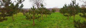 trasplantar pinos del bosque guia paso a paso para tu jardin