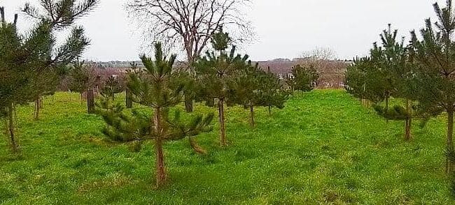 trasplantar pinos del bosque guia paso a paso para tu jardin