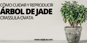 trasplantar plantas de jade guia paso a paso