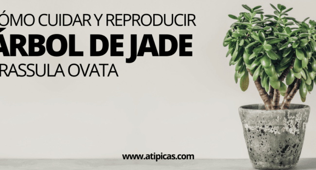 trasplantar plantas de jade guia paso a paso