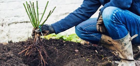 trasplantar rosales guia completa para mover tus rosas con