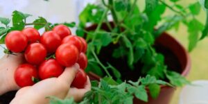 trasplantar tomates guia paso a paso para un exito garantizado