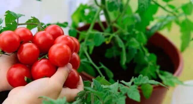 trasplantar tomates guia paso a paso para un exito garantizado