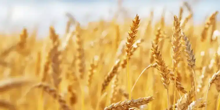 trigo de invierno como cultivarlo como cultivo de cobertura en tu jardin