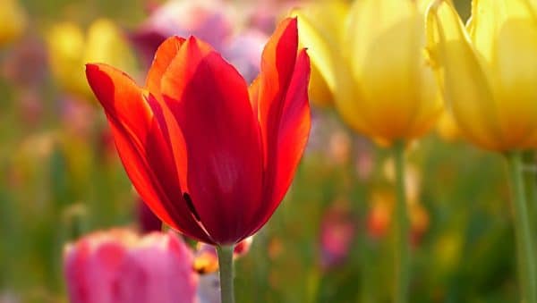 tulipanes que florecen ano tras ano consejos para cultivarlos