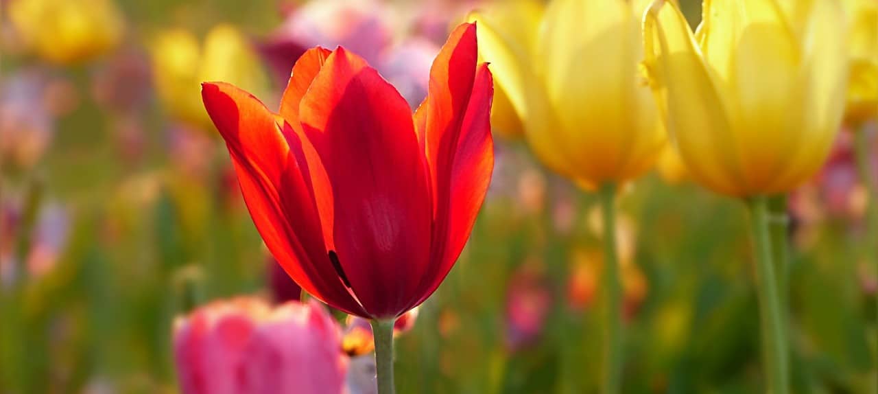 tulipanes que florecen ano tras ano consejos para cultivarlos