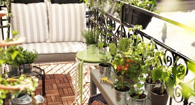 vides perennes para zonas 8 guia completa para decorar tu jardin