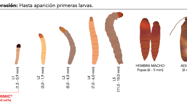vines danan a los arboles como identificar y eliminar enredaderas nocivas