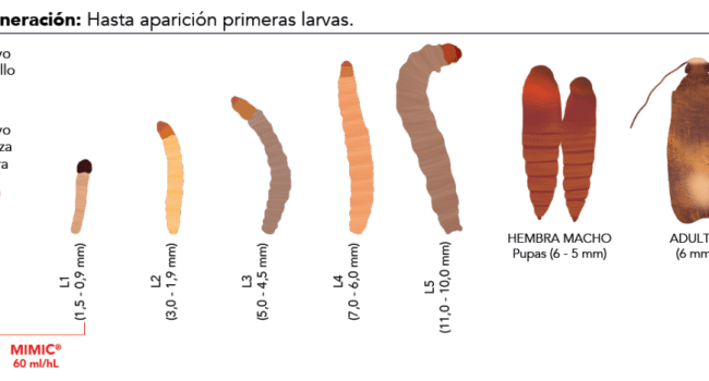 vines danan a los arboles como identificar y eliminar enredaderas nocivas