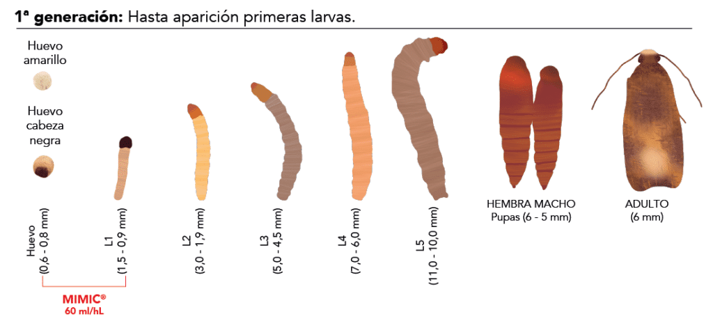 vines danan a los arboles como identificar y eliminar enredaderas nocivas