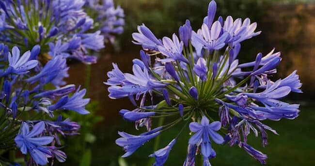 violetas consejos para su cuidado en verano y como mantenerlas floreciendo