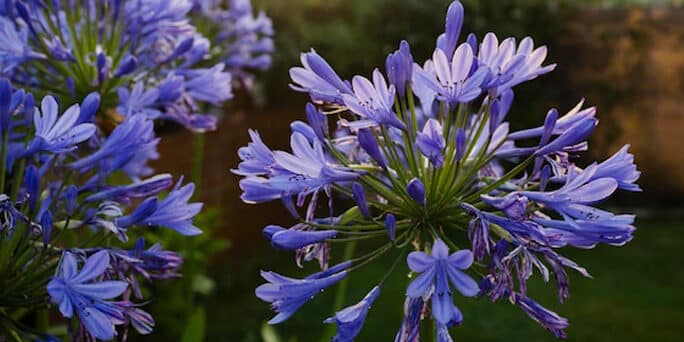 violetas consejos para su cuidado en verano y como mantenerlas floreciendo