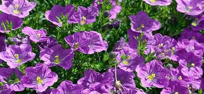 violetas silvestres la cobertura vegetal perfecta para tu jardin