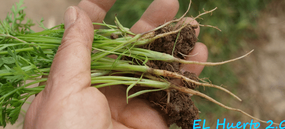 zanahorias en el jardin todo el invierno como conservarlas en la tierra