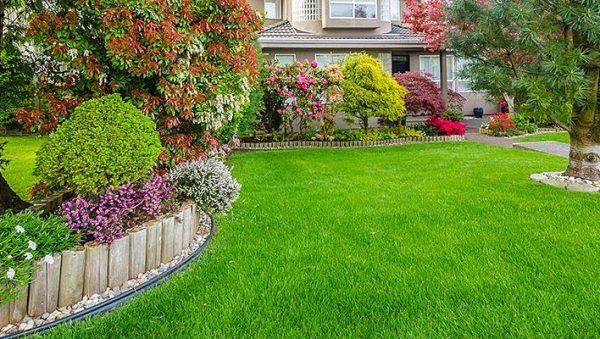 zonas de cultivo del pino pinonero italiano guia completa para tu jardin