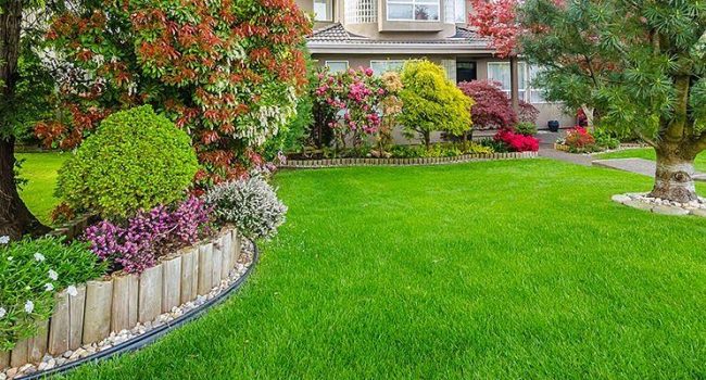 zonas de cultivo del pino pinonero italiano guia completa para tu jardin