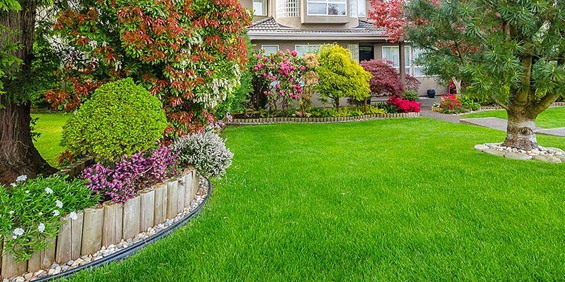 zonas de cultivo del pino pinonero italiano guia completa para tu jardin